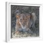 Lioness-Scott Bennion-Framed Photo