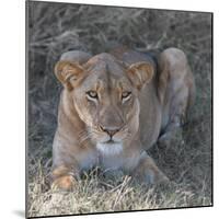 Lioness-Scott Bennion-Mounted Photo