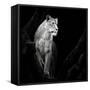 Lioness-Christian Meermann-Framed Stretched Canvas