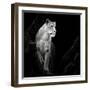 Lioness-Christian Meermann-Framed Giclee Print