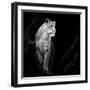 Lioness-Christian Meermann-Framed Giclee Print