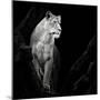 Lioness-Christian Meermann-Mounted Giclee Print