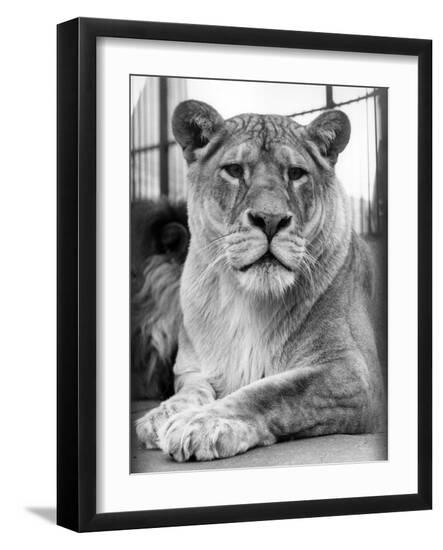 Premium Photographic Print, , large