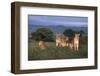 Lionesses in Grass-DLILLC-Framed Photographic Print