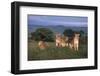 Lionesses in Grass-DLILLC-Framed Photographic Print