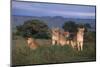 Lionesses in Grass-DLILLC-Mounted Photographic Print