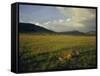 Lionesses in the Masai Mara National Reserve in the Evening, Kenya, East Africa, Africa-Julia Bayne-Framed Stretched Canvas