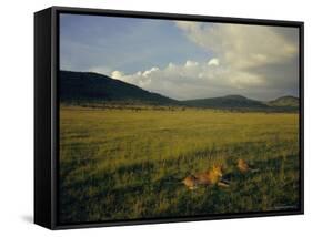 Lionesses in the Masai Mara National Reserve in the Evening, Kenya, East Africa, Africa-Julia Bayne-Framed Stretched Canvas