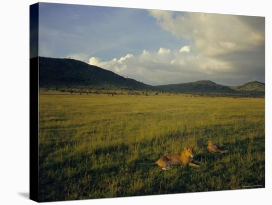 Lionesses in the Masai Mara National Reserve in the Evening, Kenya, East Africa, Africa-Julia Bayne-Stretched Canvas