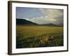 Lionesses in the Masai Mara National Reserve in the Evening, Kenya, East Africa, Africa-Julia Bayne-Framed Photographic Print