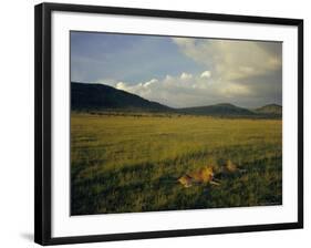 Lionesses in the Masai Mara National Reserve in the Evening, Kenya, East Africa, Africa-Julia Bayne-Framed Photographic Print