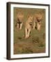 Lionesses on the Hunt Full Bleed-Martin Fowkes-Framed Giclee Print