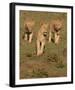 Lionesses on the Hunt Full Bleed-Martin Fowkes-Framed Giclee Print