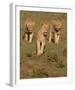 Lionesses on the Hunt Full Bleed-Martin Fowkes-Framed Giclee Print