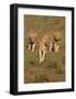 Lionesses on the Hunt-Martin Fowkes-Framed Giclee Print