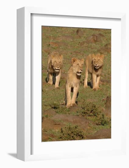 Lionesses on the Hunt-Martin Fowkes-Framed Giclee Print