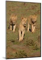 Lionesses on the Hunt-Martin Fowkes-Mounted Giclee Print