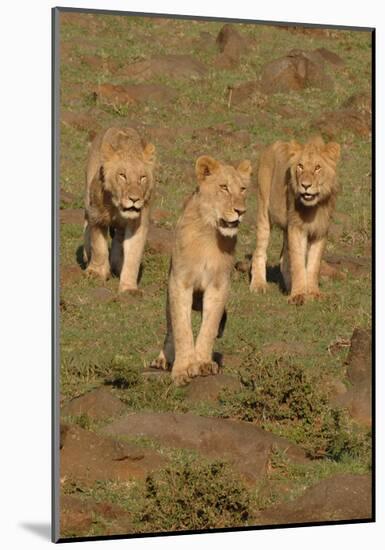 Lionesses on the Hunt-Martin Fowkes-Mounted Giclee Print