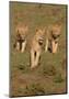 Lionesses on the Hunt-Martin Fowkes-Mounted Giclee Print