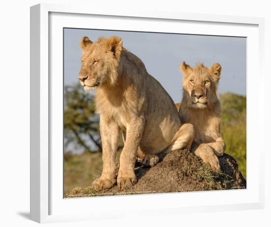 Lionesses on the Look Out Full Bleed-Martin Fowkes-Framed Giclee Print