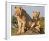 Lionesses on the Look Out Full Bleed-Martin Fowkes-Framed Giclee Print