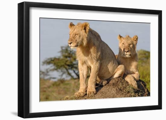 Lionesses on the Look Out-Martin Fowkes-Framed Giclee Print