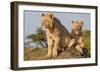 Lionesses on the Look Out-Martin Fowkes-Framed Giclee Print