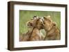 Lionesses (Panthera Leo) Grooming Each Other, Masai-Mara Game Reserve, Kenya-Denis-Huot-Framed Photographic Print