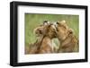 Lionesses (Panthera Leo) Grooming Each Other, Masai-Mara Game Reserve, Kenya-Denis-Huot-Framed Photographic Print