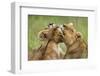 Lionesses (Panthera Leo) Grooming Each Other, Masai-Mara Game Reserve, Kenya-Denis-Huot-Framed Photographic Print