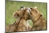 Lionesses (Panthera Leo) Grooming Each Other, Masai-Mara Game Reserve, Kenya-Denis-Huot-Mounted Photographic Print