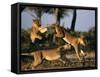 Lionesses Playing near Rhino Pan in Savuti Marsh, Chobe National Park, Botswana-Paul Souders-Framed Stretched Canvas