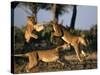 Lionesses Playing near Rhino Pan in Savuti Marsh, Chobe National Park, Botswana-Paul Souders-Stretched Canvas