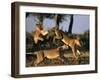 Lionesses Playing near Rhino Pan in Savuti Marsh, Chobe National Park, Botswana-Paul Souders-Framed Photographic Print