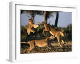 Lionesses Playing near Rhino Pan in Savuti Marsh, Chobe National Park, Botswana-Paul Souders-Framed Photographic Print