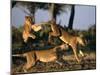 Lionesses Playing near Rhino Pan in Savuti Marsh, Chobe National Park, Botswana-Paul Souders-Mounted Photographic Print