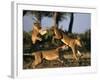 Lionesses Playing near Rhino Pan in Savuti Marsh, Chobe National Park, Botswana-Paul Souders-Framed Photographic Print