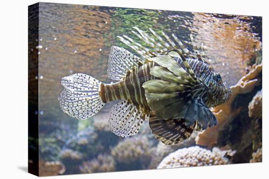 Lionfish also Called Dragonfish Scorpion Fish-null-Stretched Canvas