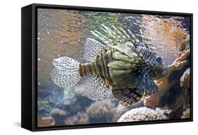 Lionfish also Called Dragonfish Scorpion Fish-null-Framed Stretched Canvas