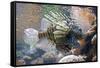 Lionfish also Called Dragonfish Scorpion Fish-null-Framed Stretched Canvas