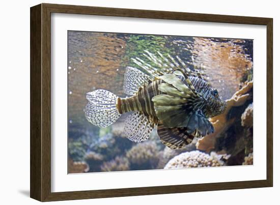 Lionfish also Called Dragonfish Scorpion Fish-null-Framed Photographic Print