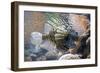 Lionfish also Called Dragonfish Scorpion Fish-null-Framed Photographic Print