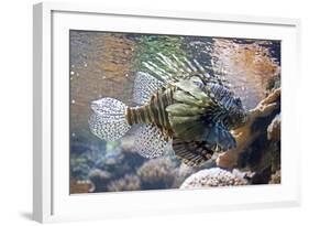 Lionfish also Called Dragonfish Scorpion Fish-null-Framed Photographic Print