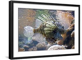 Lionfish also Called Dragonfish Scorpion Fish-null-Framed Photographic Print