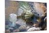 Lionfish also Called Dragonfish Scorpion Fish-null-Mounted Photographic Print
