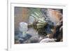 Lionfish also Called Dragonfish Scorpion Fish-null-Framed Photographic Print