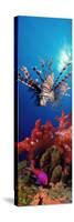 Lionfish and Squarespot Anthias with Soft Corals in the Ocean-null-Stretched Canvas