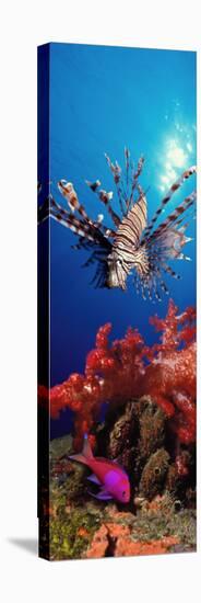 Lionfish and Squarespot Anthias with Soft Corals in the Ocean-null-Stretched Canvas