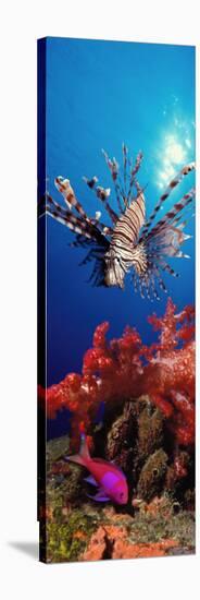 Lionfish and Squarespot Anthias with Soft Corals in the Ocean-null-Stretched Canvas