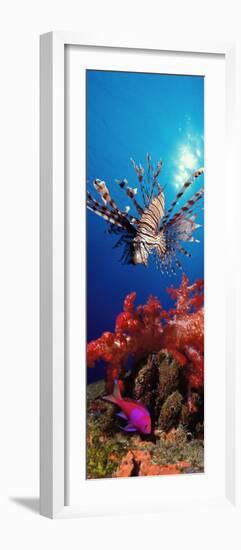 Lionfish and Squarespot Anthias with Soft Corals in the Ocean-null-Framed Photographic Print